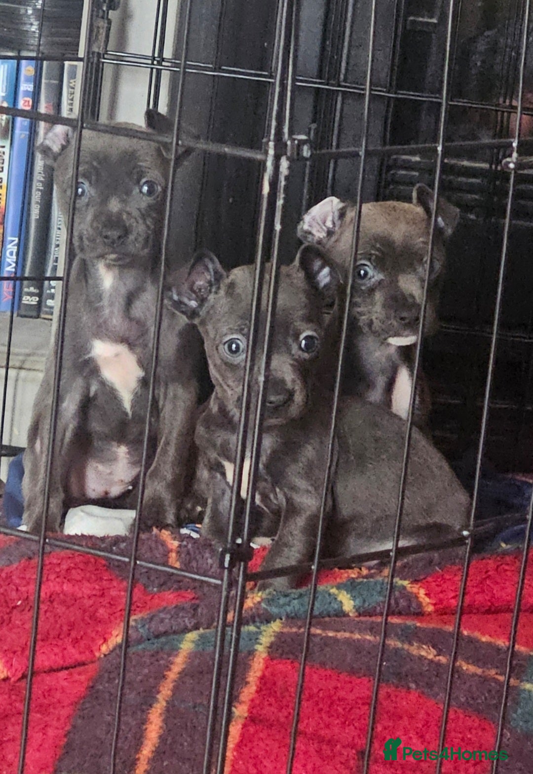 American Bull Staffy dogs for sale: ** STAFFORDSHIRE BULL TERRIER PUPPIES** - Image 5