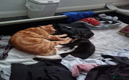 Domestic Shorthair cats for sale: Oreo  - Image 3