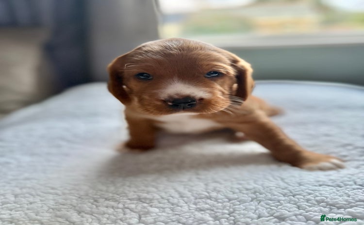 Cockerdor dogs for sale - Advert 1