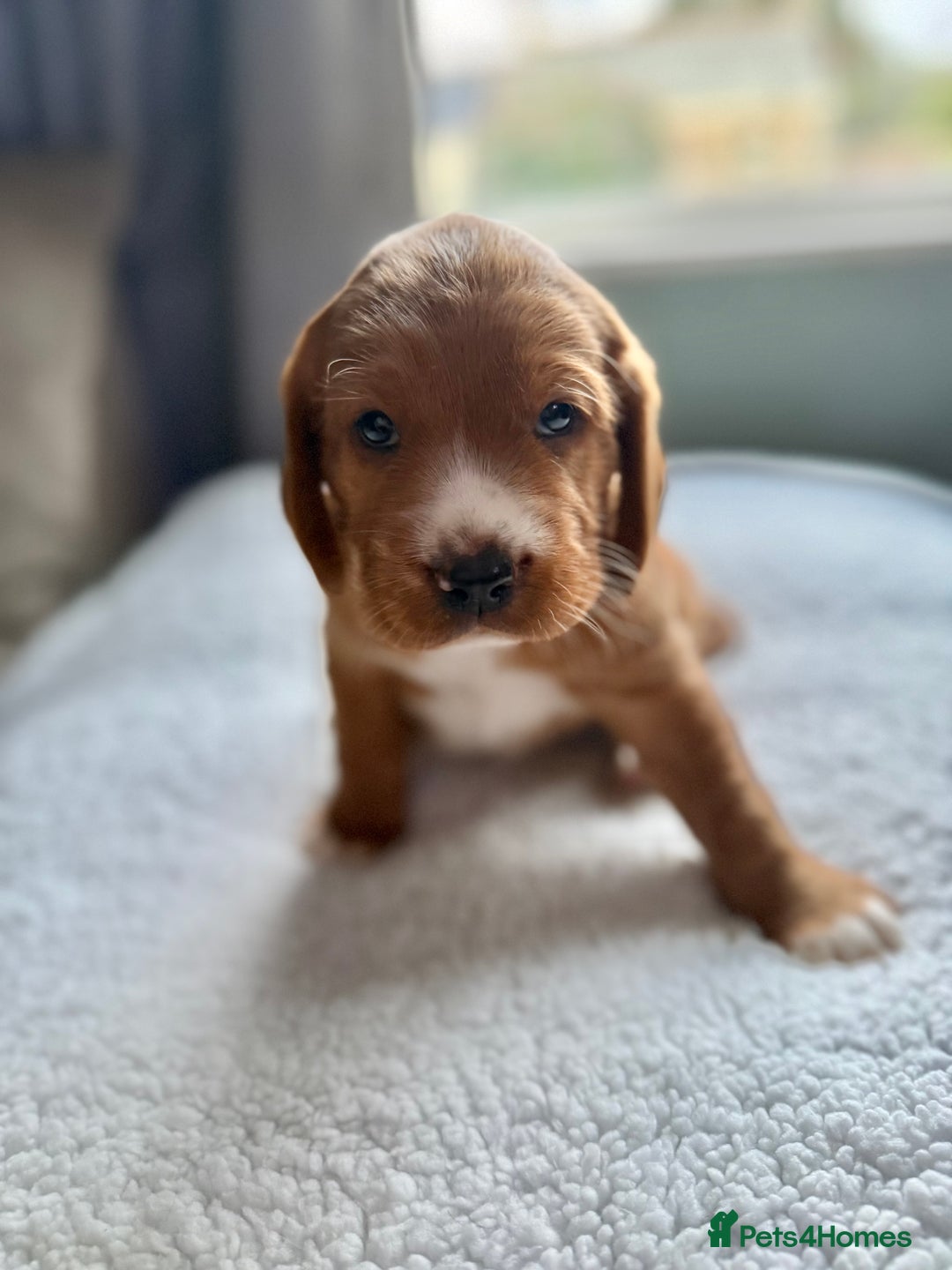 Cockerdor dogs for sale: Gorgeous Cockador puppies  - Image 1