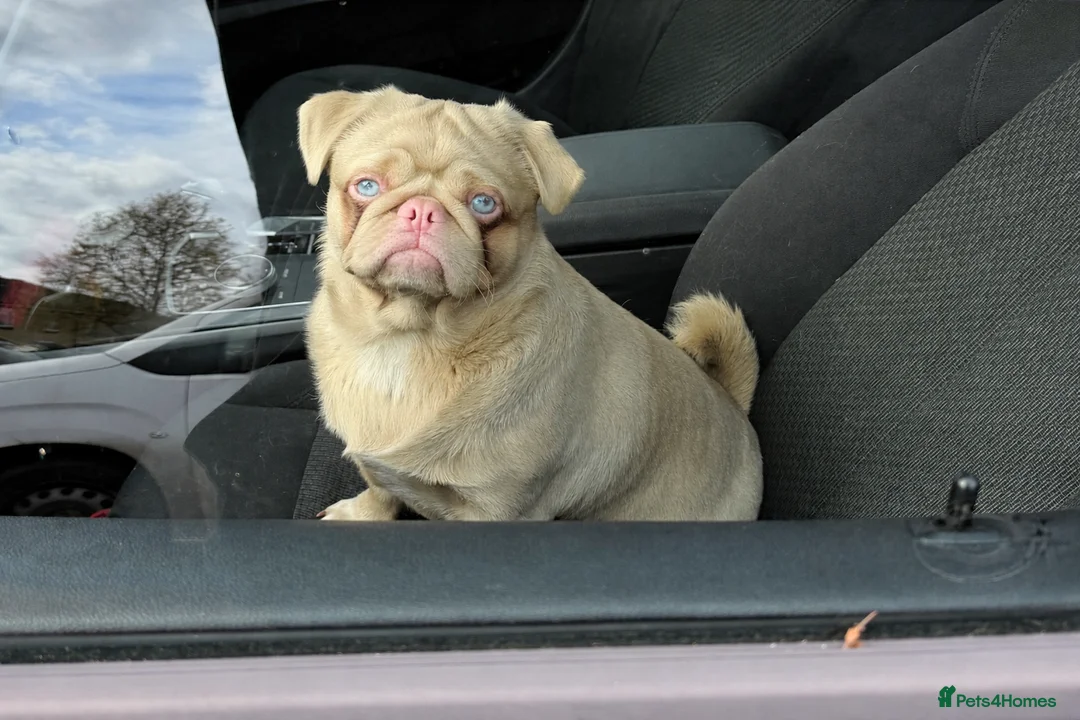 Pug dogs for stud: Bruno Caramel Pink Carrying Fluffy - Advert 3