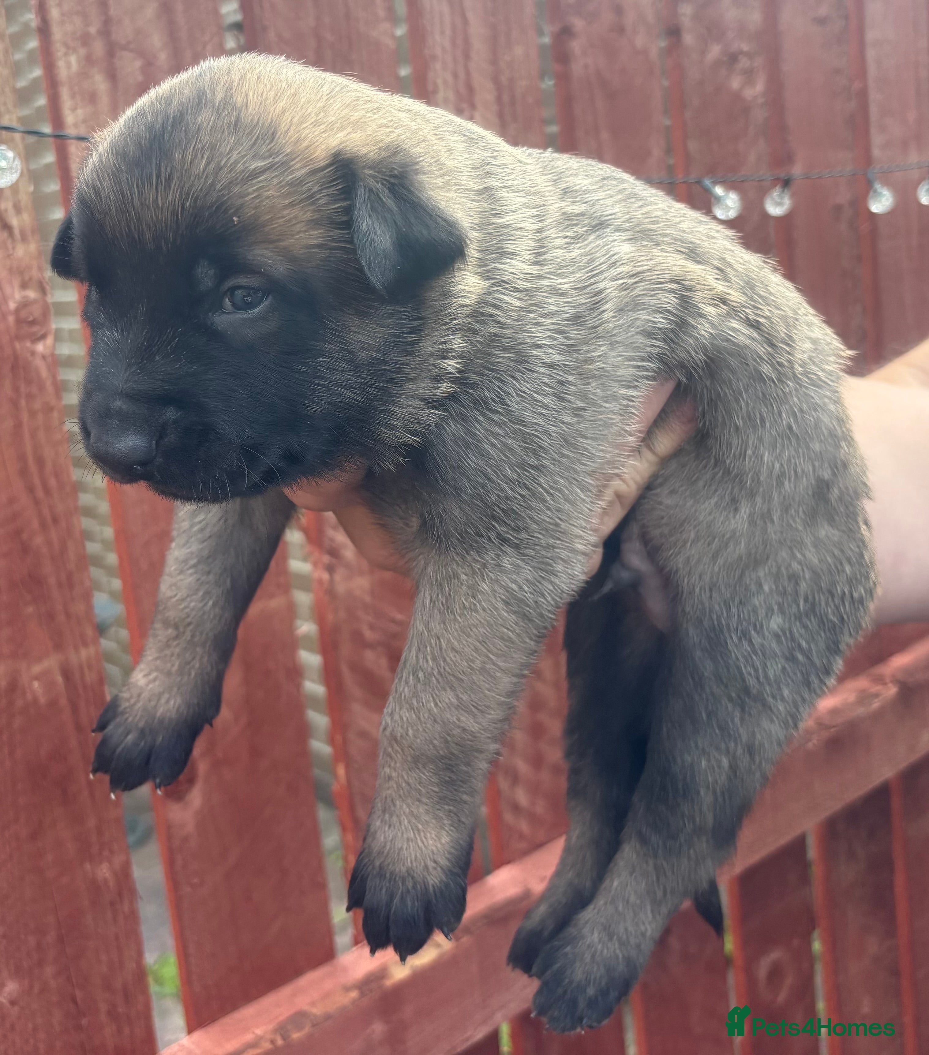 Belgian Shepherd Dog dogs Belgian Malinois puppies - Advert 2