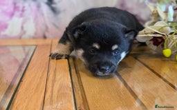 Japanese Shiba Inu dogs for sale: Japanese Shiba Inu - Image 5