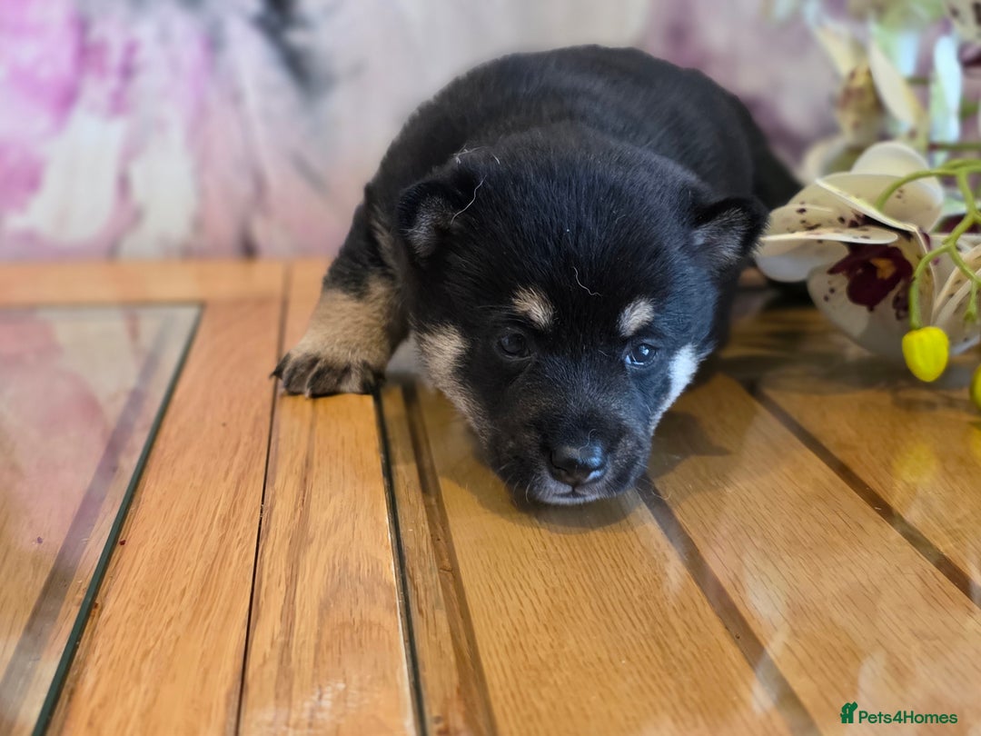 Japanese Shiba Inu dogs for sale: Japanese Shiba Inu - Image 5