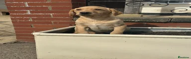 Labrador Retriever 7