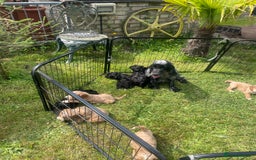 Cockapoo dogs for sale: Beautiful show cockapoo puppies - Image 6