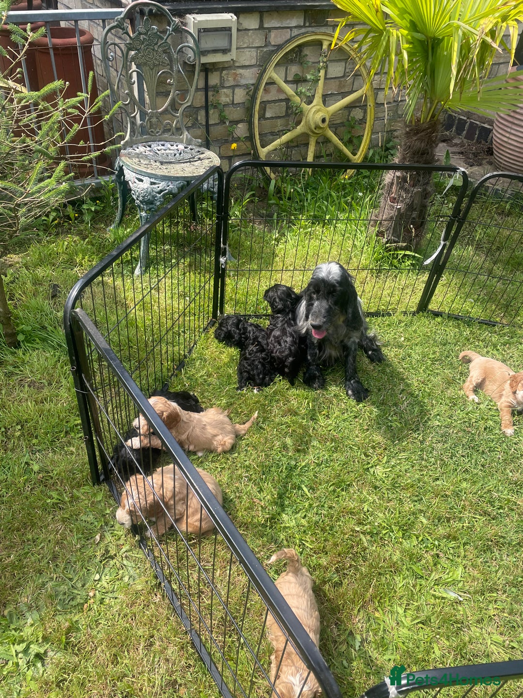 Cockapoo dogs for sale: Beautiful show cockapoo puppies - Image 6