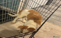 Mixed Breed dogs for sale: Lurcher pup  - Image 3