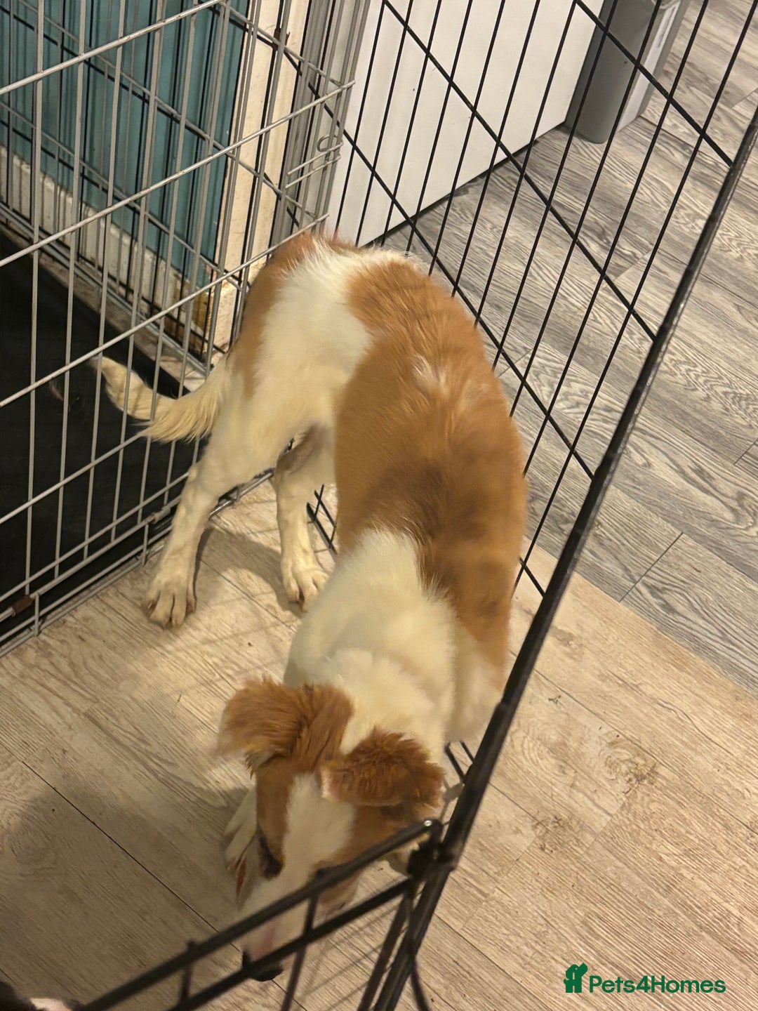 Mixed Breed dogs for sale: Lurcher pup  - Image 3