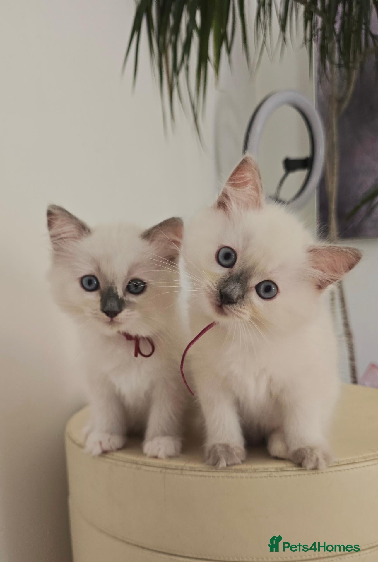 Ragdoll cats Beautiful Ragdoll Kittens available now - Advert 2