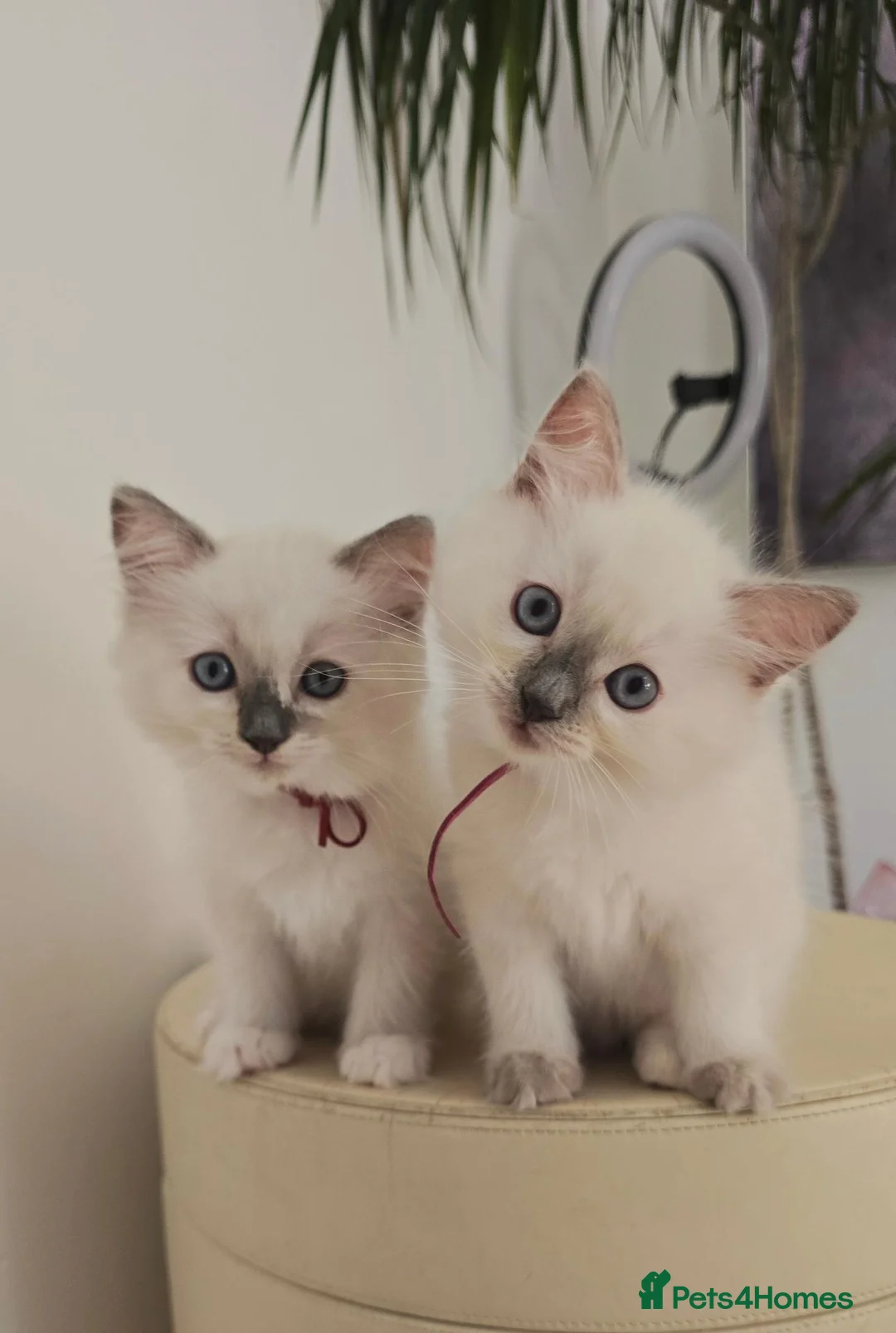 Ragdoll cats for sale: Beautiful Ragdoll Kittens available now - Advert 1