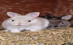 Netherland Dwarf rabbits for sale: Various Netherland Dwarfs available from £20 - Image 10