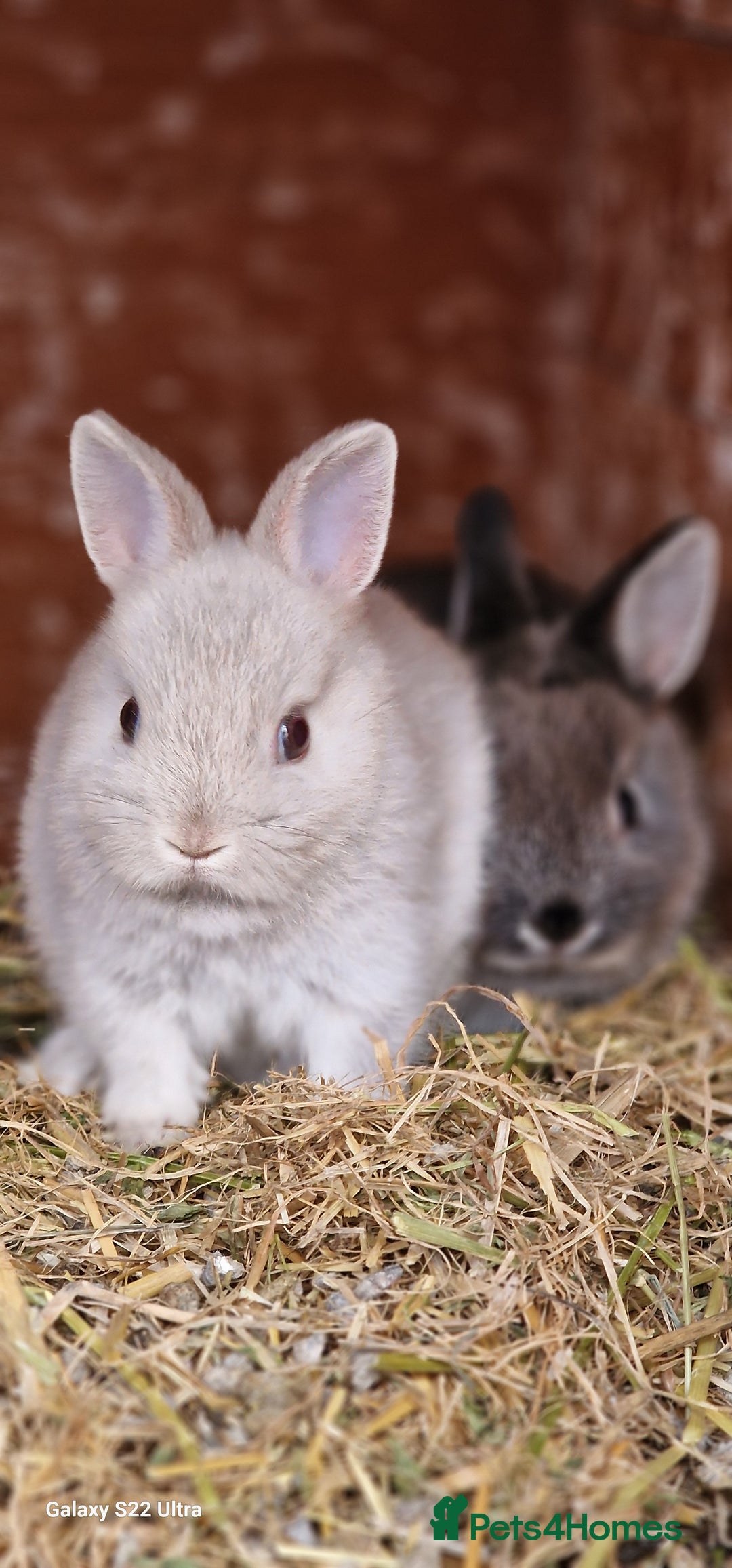 Netherland Dwarf rabbits for sale: Various Netherland Dwarfs available from £20 - Image 10