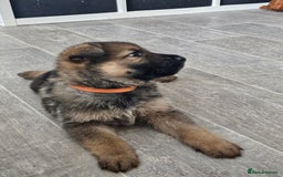 German Shepherd dogs for sale: German shepherd puppies - Image 3