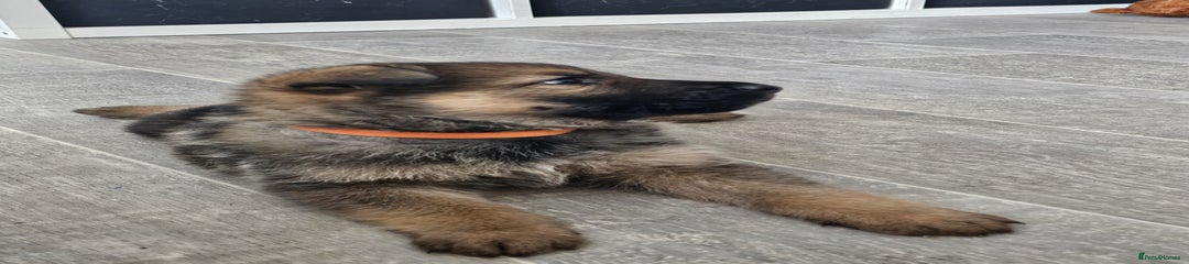 German Shepherd Puppy 5