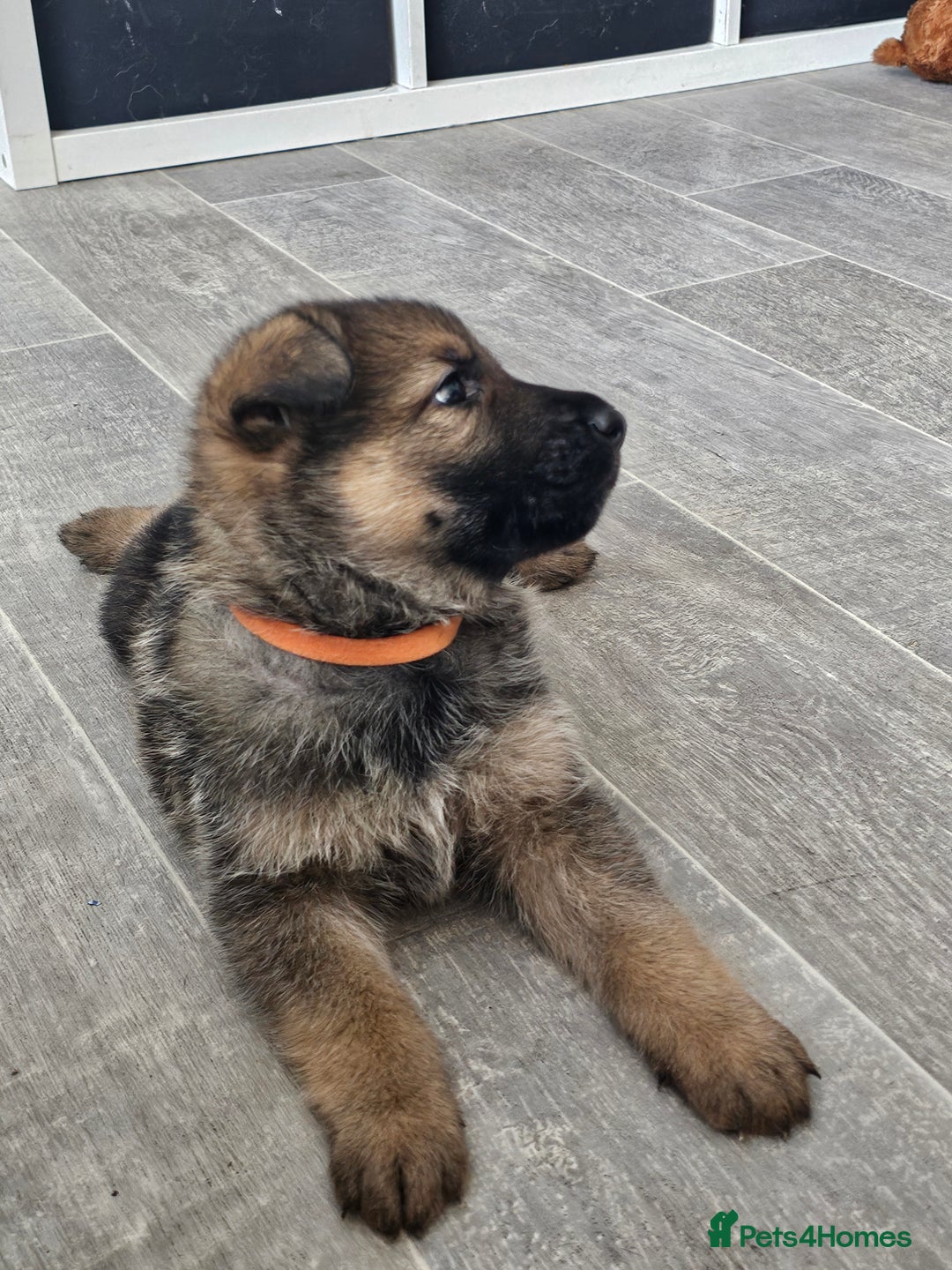 German Shepherd dogs for sale: German shepherd puppies - Image 3