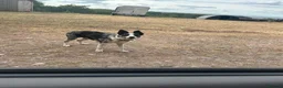 Border Collie dogs for sale: Beautiful Blue Merle Collie Puppies  in Hereford - Advert 16