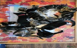 Mixed Breed cats for sale: Few lovely kittens ready for new lovely homes ! - Image 18