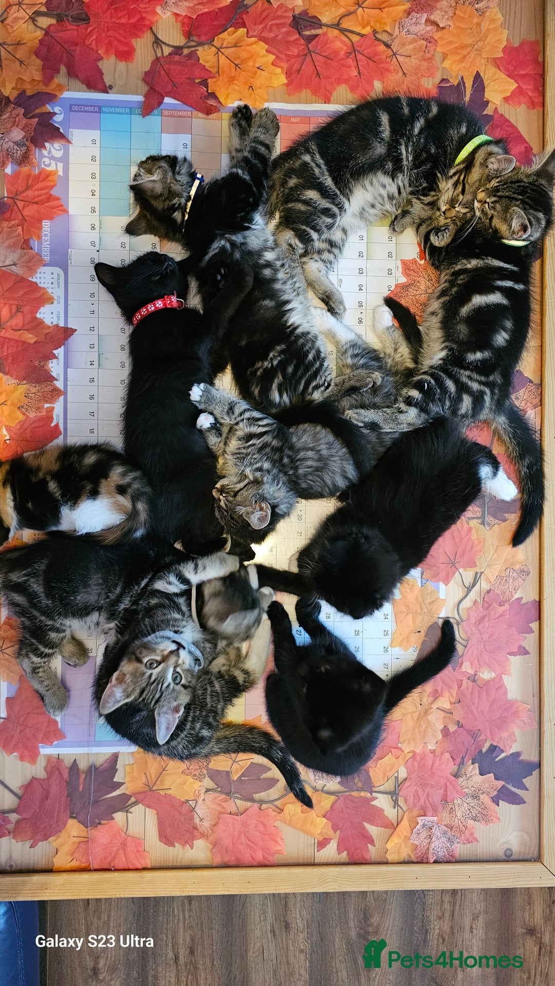 Mixed Breed cats for sale: Few lovely kittens ready for new lovely homes ! - Image 18