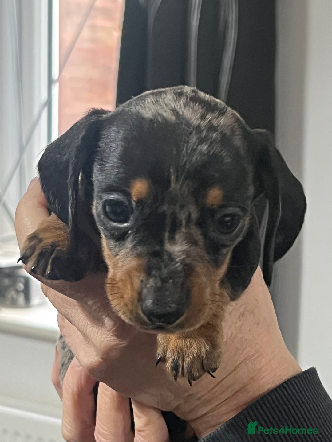 Miniature Dachshund dogs for sale: Miniature dachshunds  - Advert 1