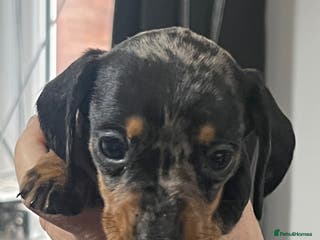 Miniature Dachshund dogs Miniature dachshunds - Advert 1