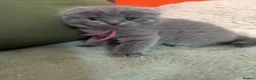 British Shorthair cats for sale: Beautiful Blue & Lilac British Shorthair Kittens - Advert 11