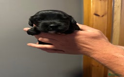 Cocker Spaniel dogs for sale: Kennel Club reg’d Cocker Puppies - Image 7