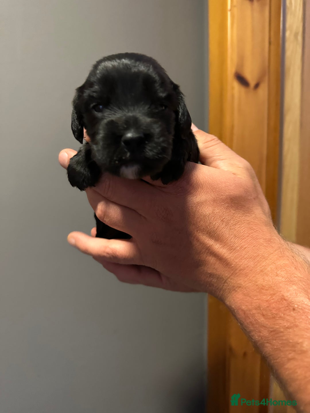 Cocker Spaniel dogs for sale: Kennel Club reg’d Cocker Puppies - Image 7