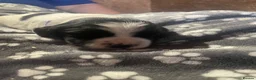 English Springer Spaniel dogs for sale: English Springer Spaniel Puppies  - Advert 4