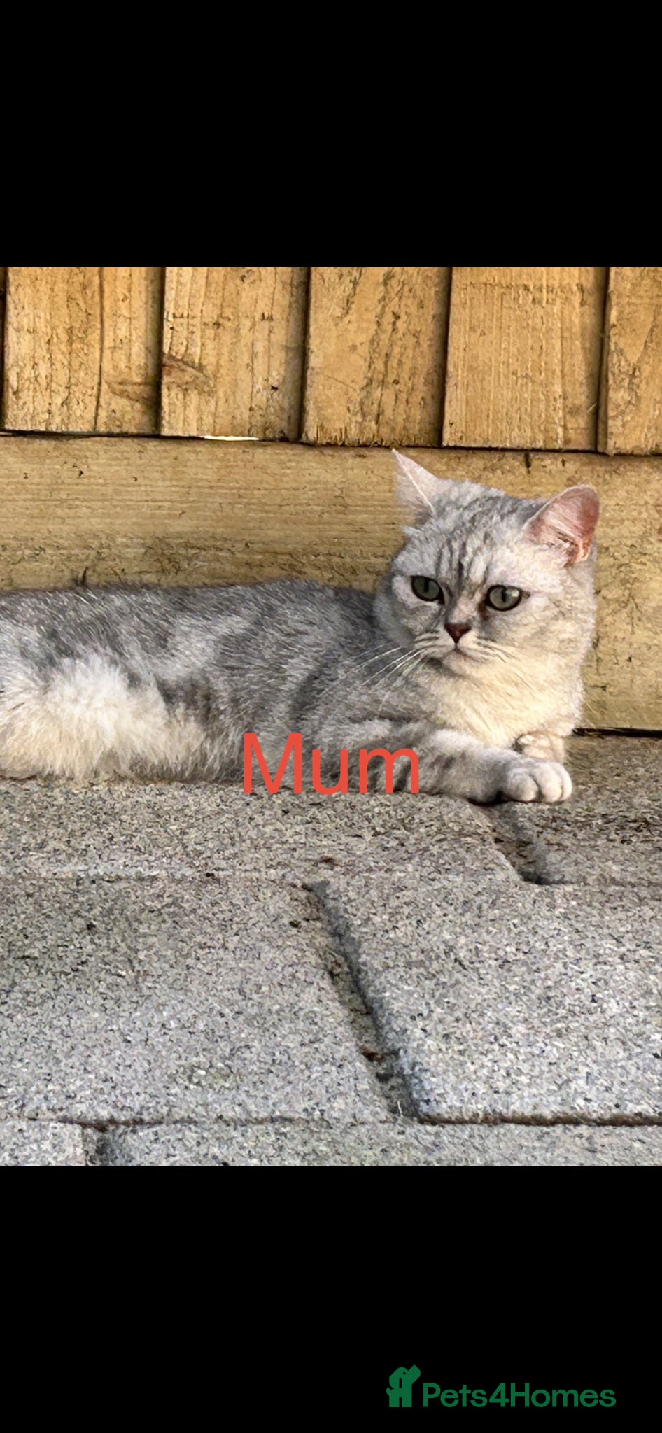 British Shorthair cats British short hair  - Advert 2