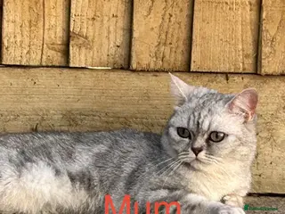 British Shorthair cats British short hair - Advert 2