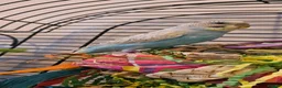 Budgerigars birds for sale: Baby rainbow budgie in Wednesbury - Advert 2