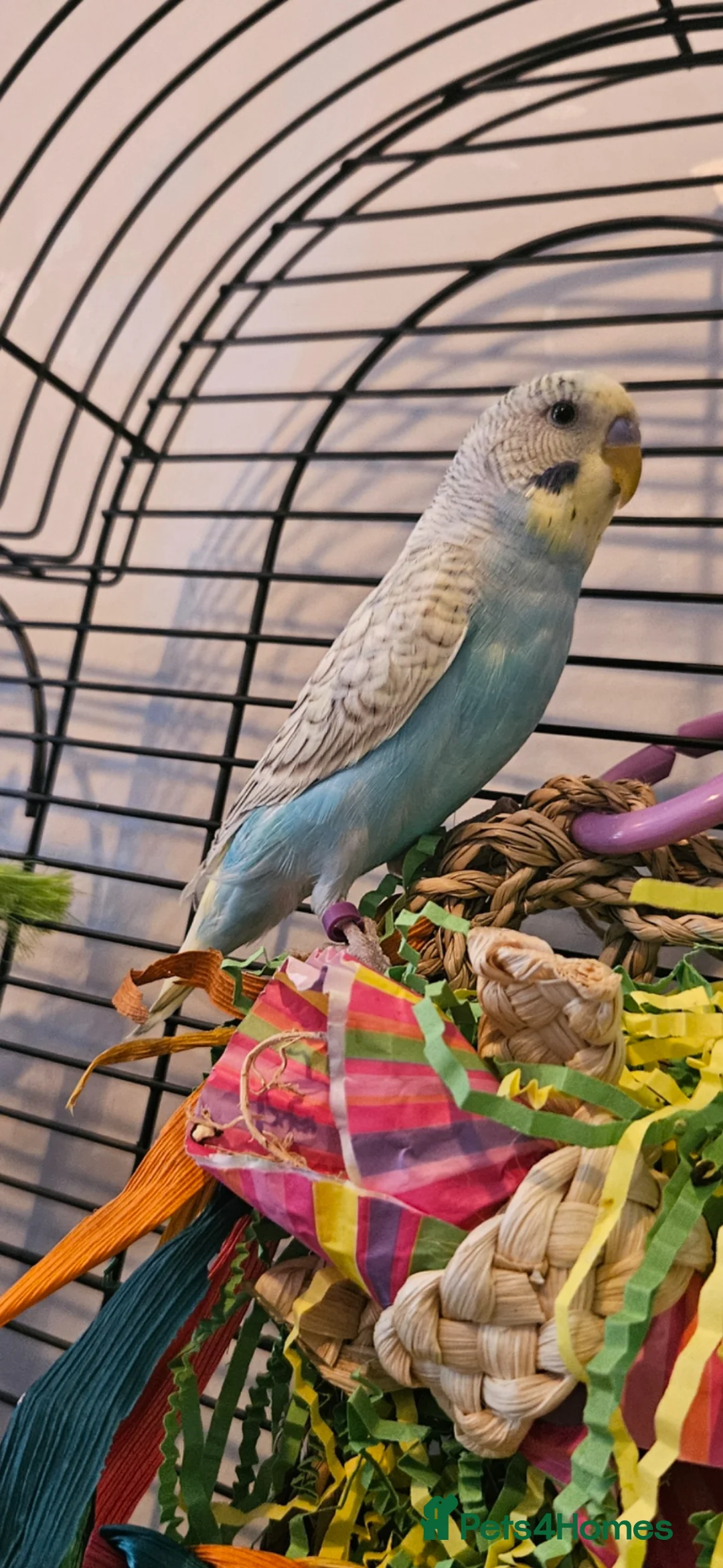 Budgerigars birds for sale: Baby rainbow budgie in Wednesbury - Advert 2