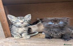 Maine Coon cats for sale: Silver tabby fluffy Maine coon - Image 4
