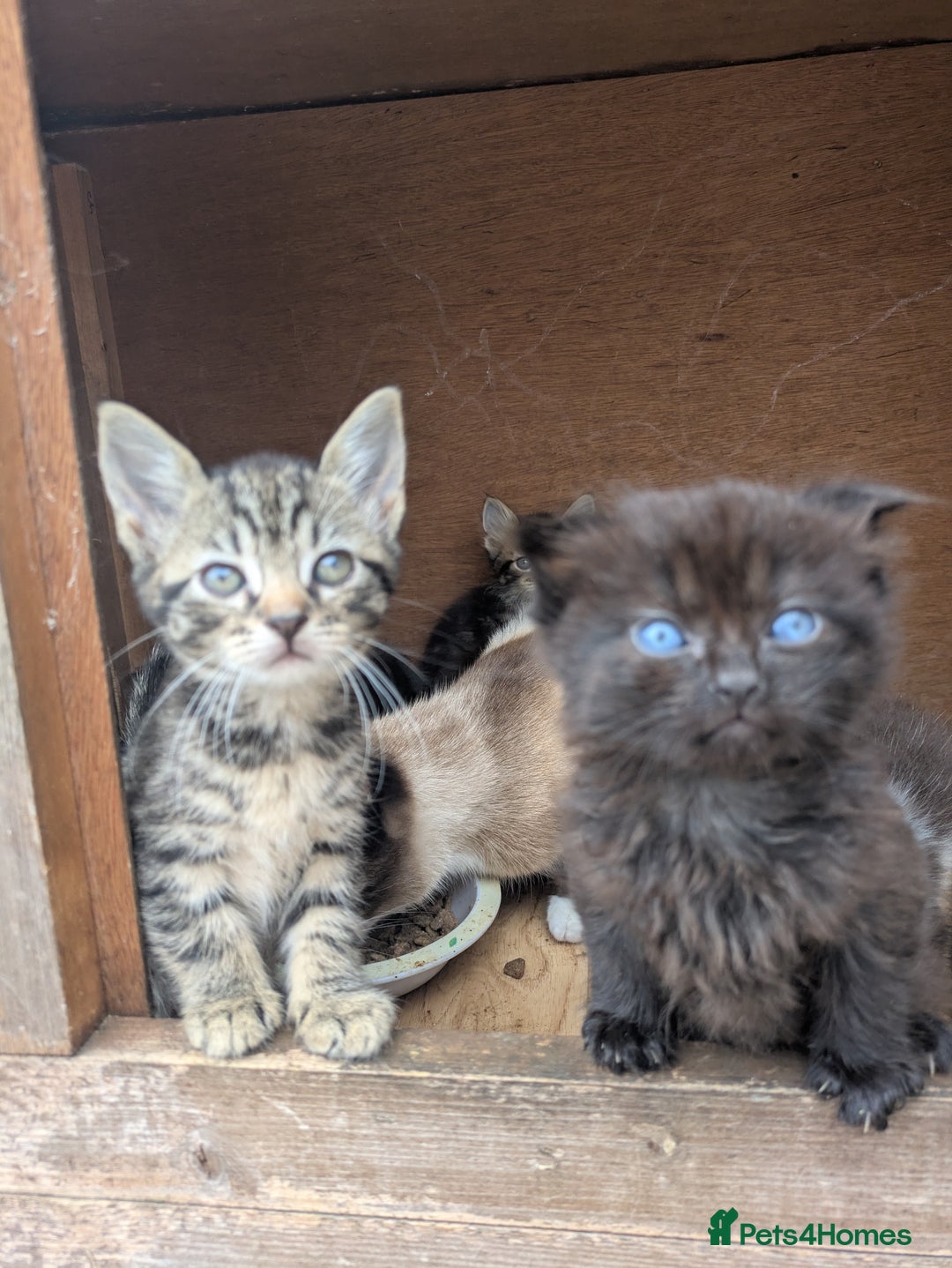 Maine Coon cats for sale: Silver tabby fluffy Maine coon - Image 4