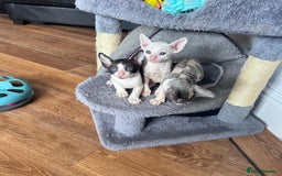 Cornish Rex cats for sale: Cornish Rex Kittens Ready to Reserve - Image 4
