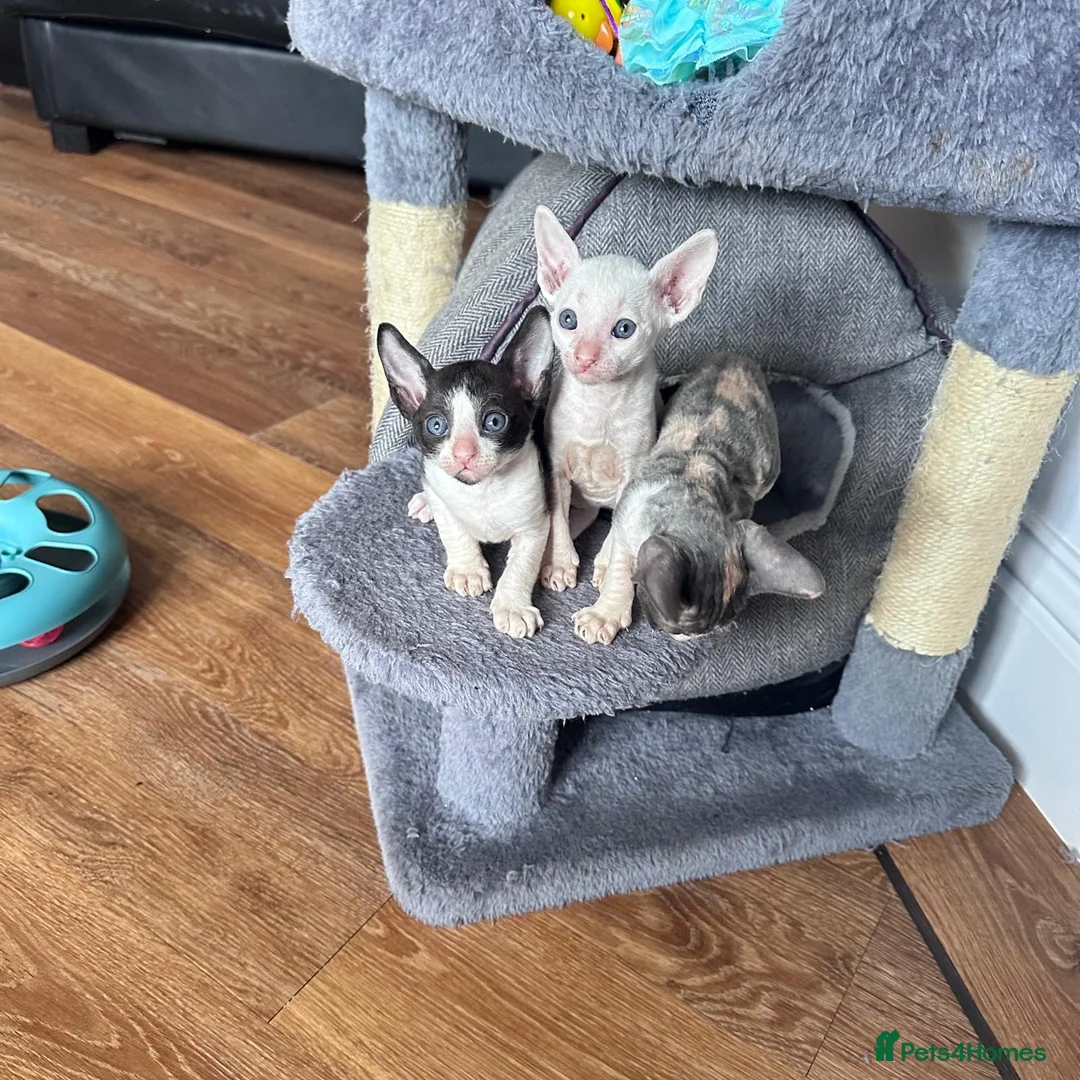 Cornish Rex cats for sale: Cornish Rex Kittens Ready to Reserve - Advert 4