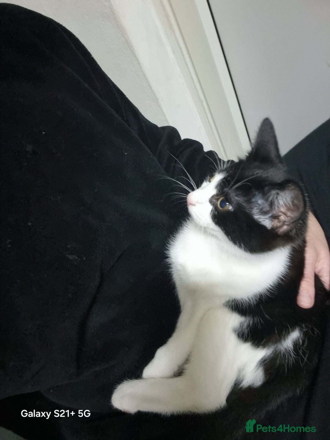 British Longhair cats for sale: Kittens for sale  - Advert 5