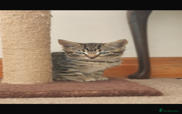 Mixed Breed cats for sale: Gorgeous kittens  - Image 3