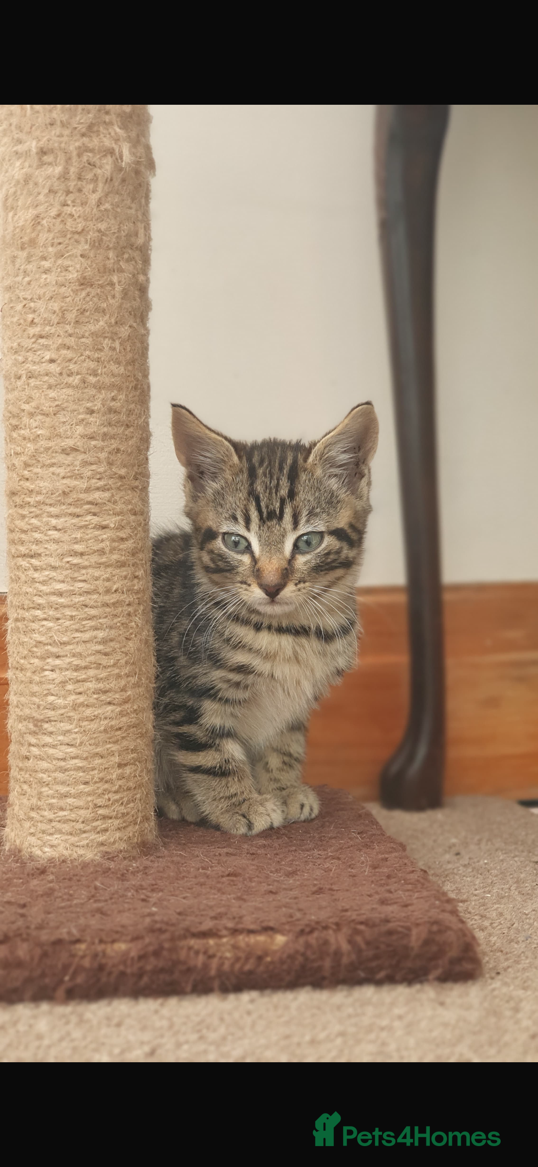 Mixed Breed cats for sale: Gorgeous kittens  - Image 3