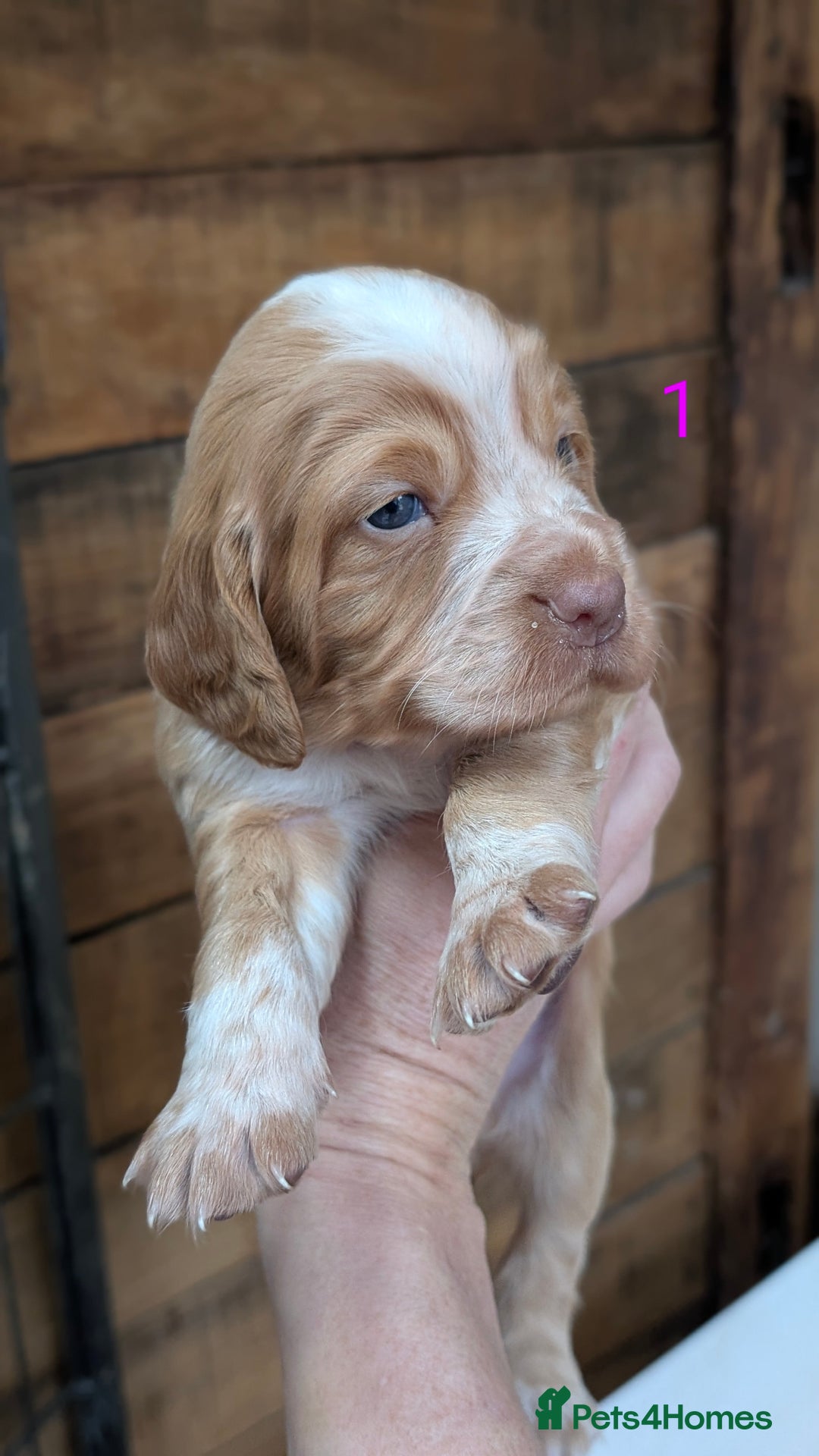 Cocker Spaniel dogs for sale: Working Cocker Spaniel Puppies  - Advert 13