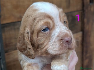 Cocker Spaniel dogs Working Cocker Spaniel Puppies - Advert 4