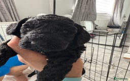 Cockapoo dogs for sale: F2 cockapoo puppies  - Image 4