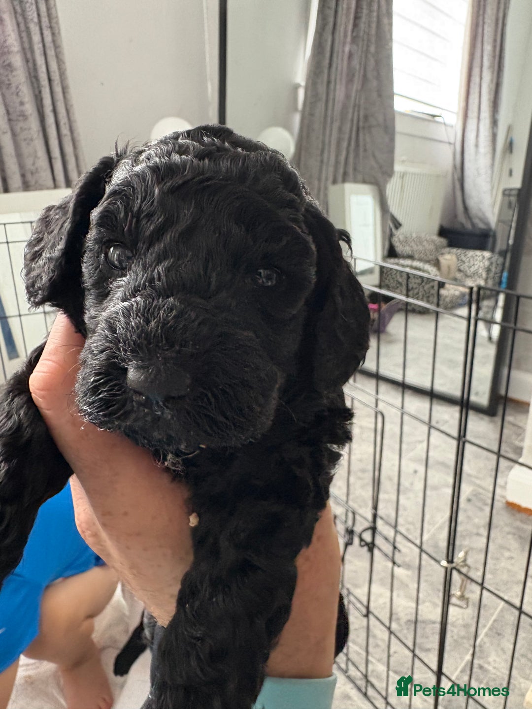 Cockapoo dogs for sale: F2 cockapoo puppies  - Image 4