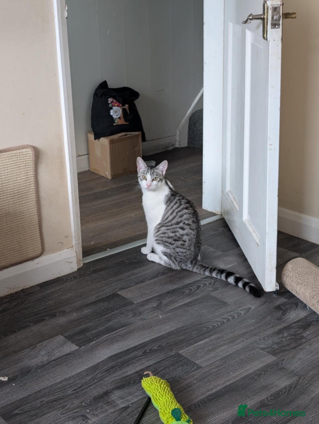 British Shorthair cats for sale: Kitten for sale MALE  - Image 1