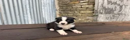 Border Collie dogs for sale: ISDS registered pups from amazing lines - Advert 8