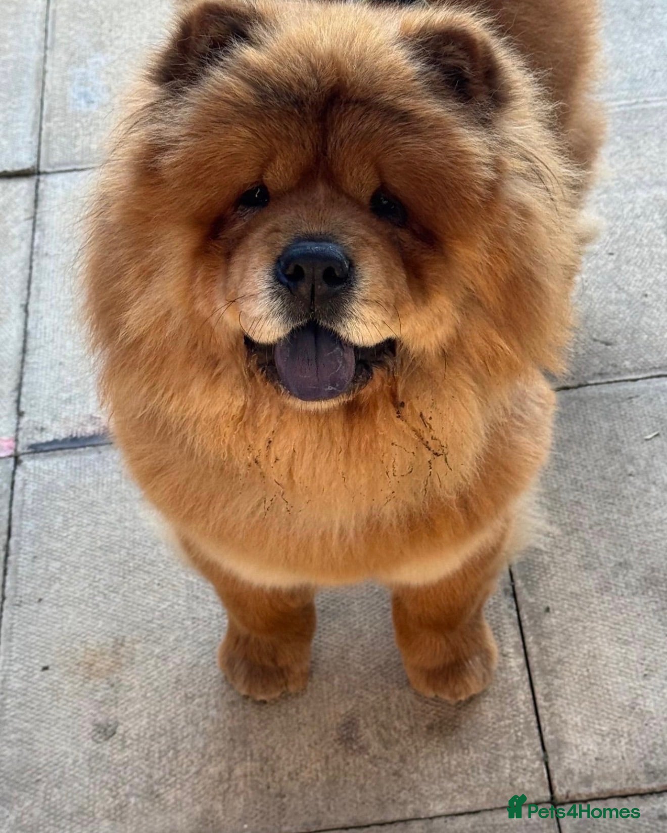 Chow Chow dogs Chow chow now reduced £400 each  - Advert 2
