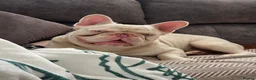 French Bulldog dogs for sale: 2yr old French-bulldog Boy in Kettering - Advert 5
