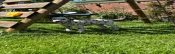 Dalmatian dogs for sale: Exceptional Litter (Sold) - Advert 6