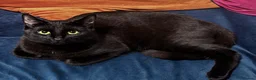 Mixed Breed cats for sale: Beautiful Black Girl 🐈‍⬛ Must Go!  - Advert 6